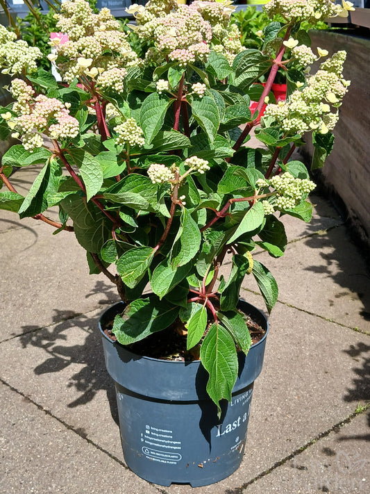 Hydrangea Living Infinity P23-Easy Garden Centre