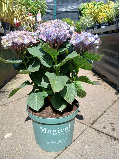 Hydrangea Magical mix P23-Easy Garden Centre