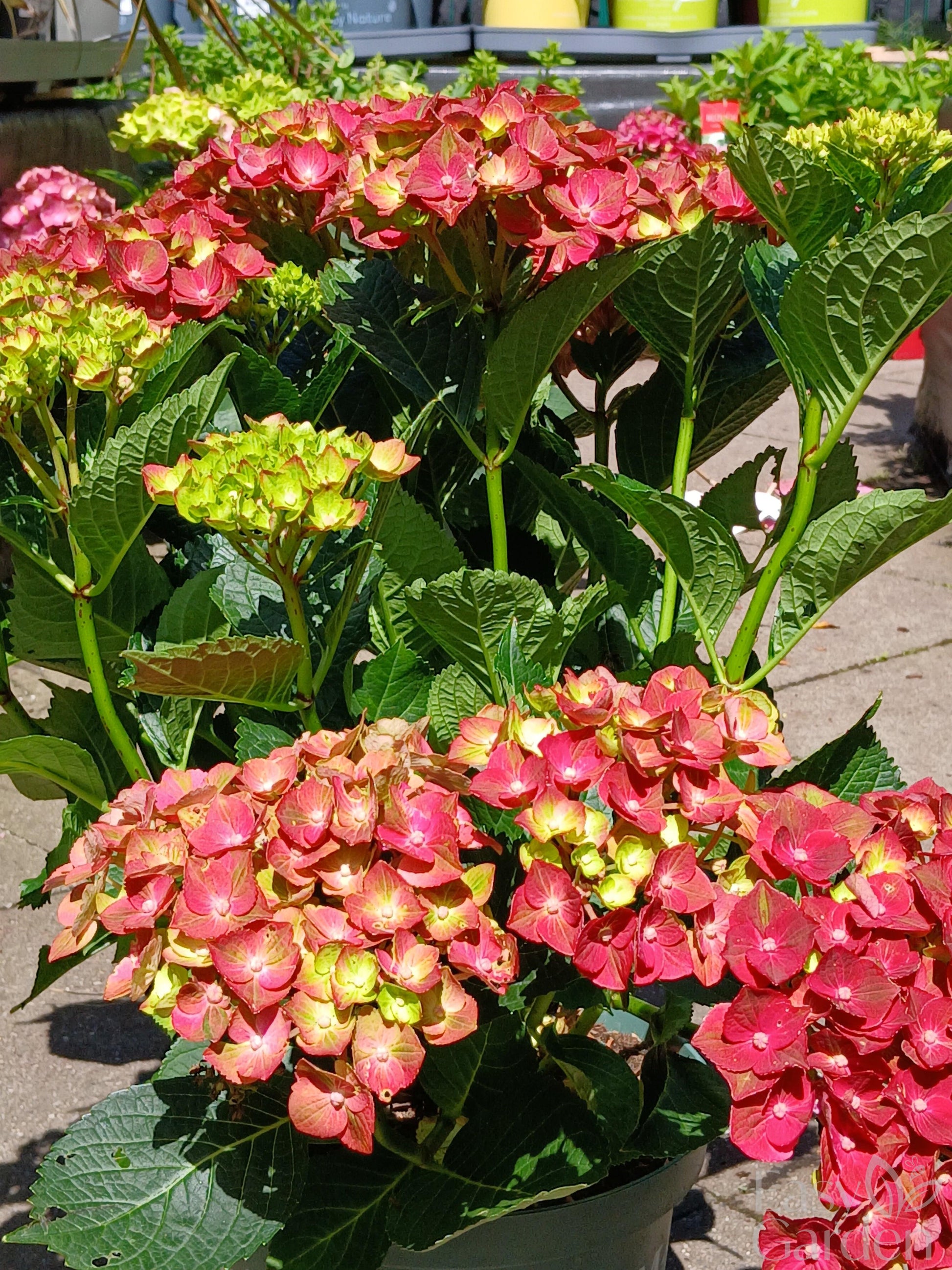 Hydrangea Magical mix P23-Easy Garden Centre