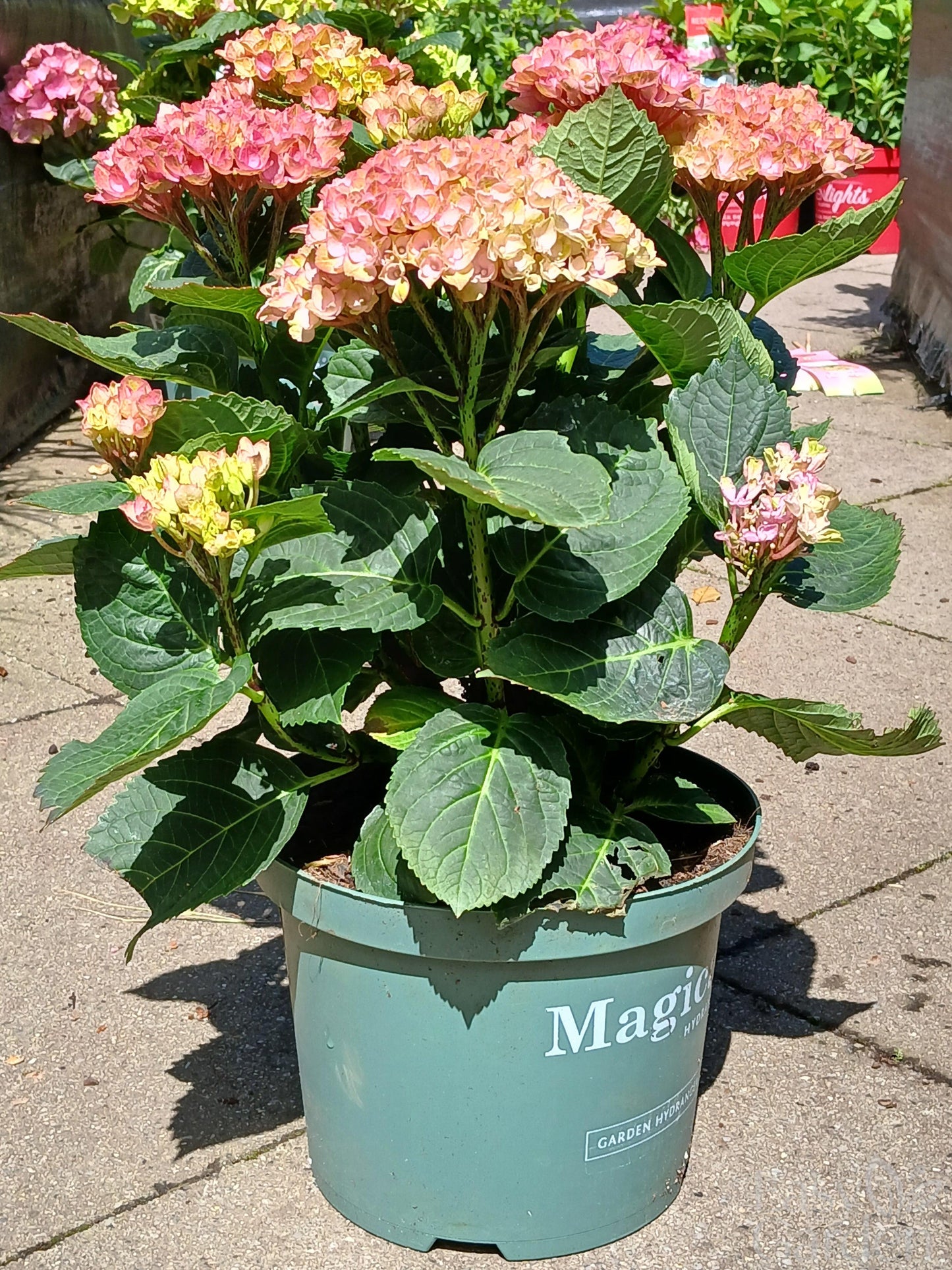 Hydrangea Magical mix P23-Easy Garden Centre