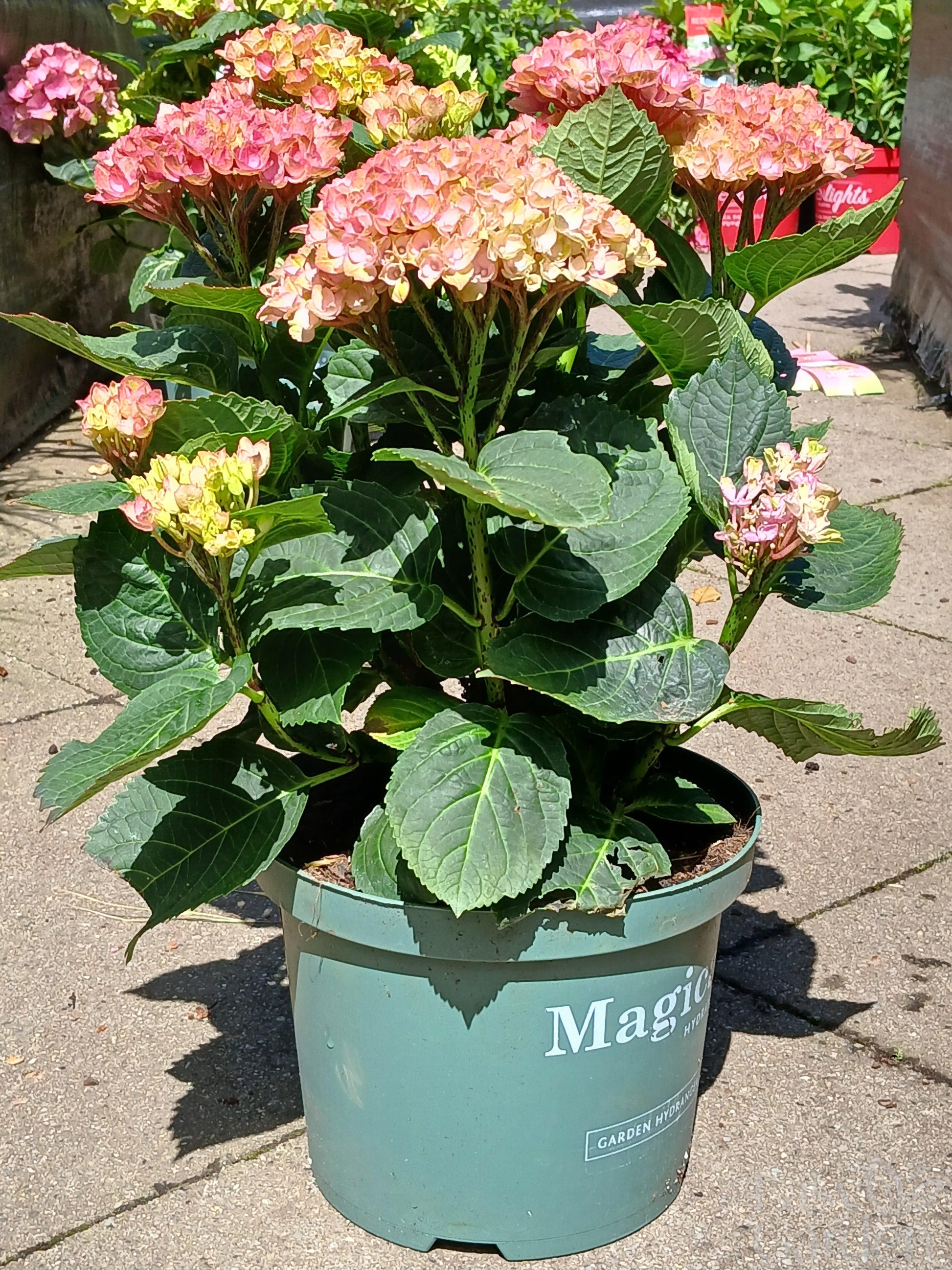 Hydrangea Magical mix P23-Easy Garden Centre