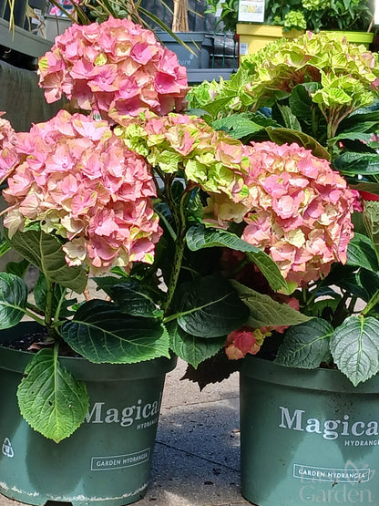 Hydrangea Magical mix P23-Easy Garden Centre