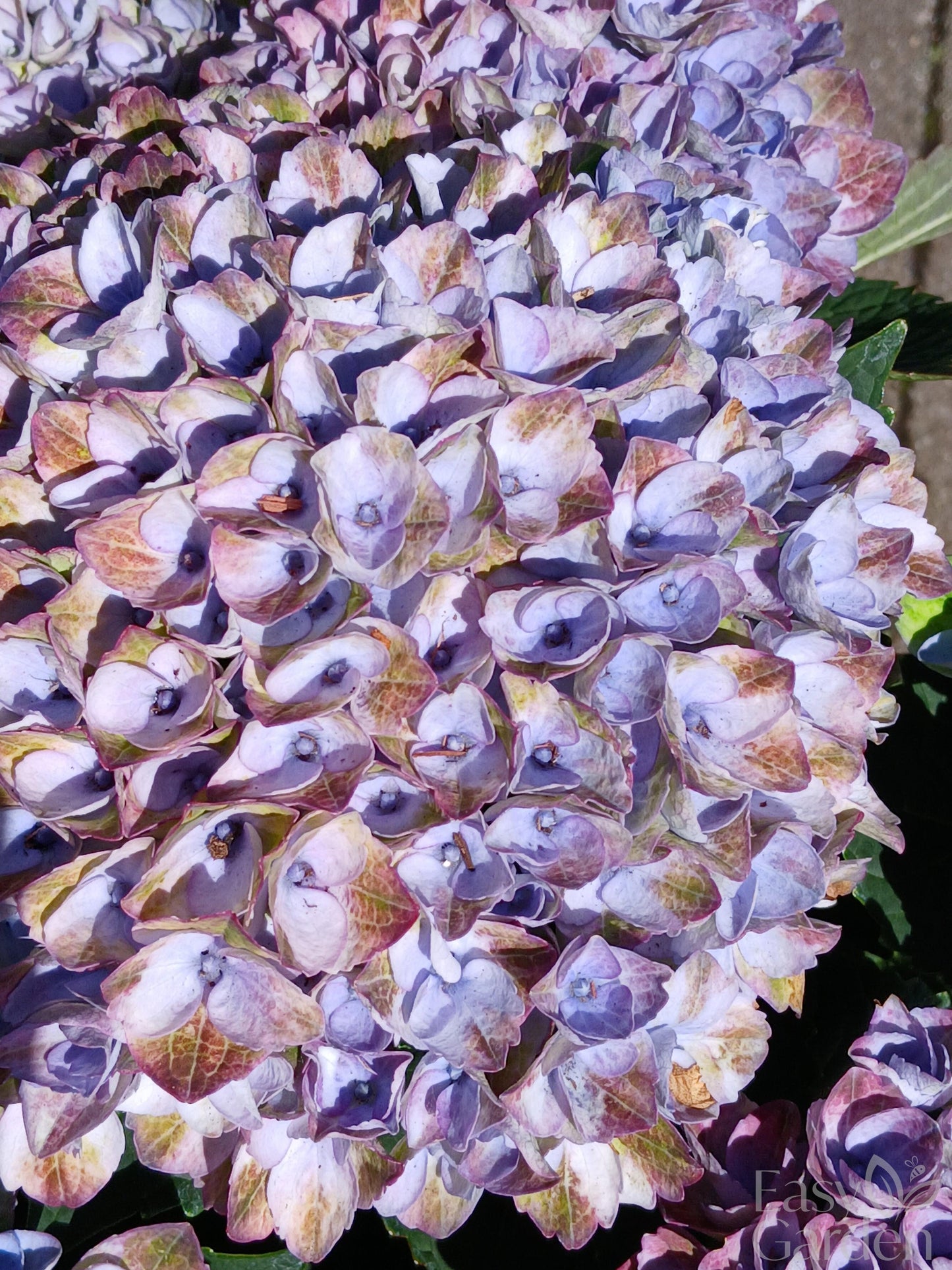Hydrangea Magical mix P23-Easy Garden Centre