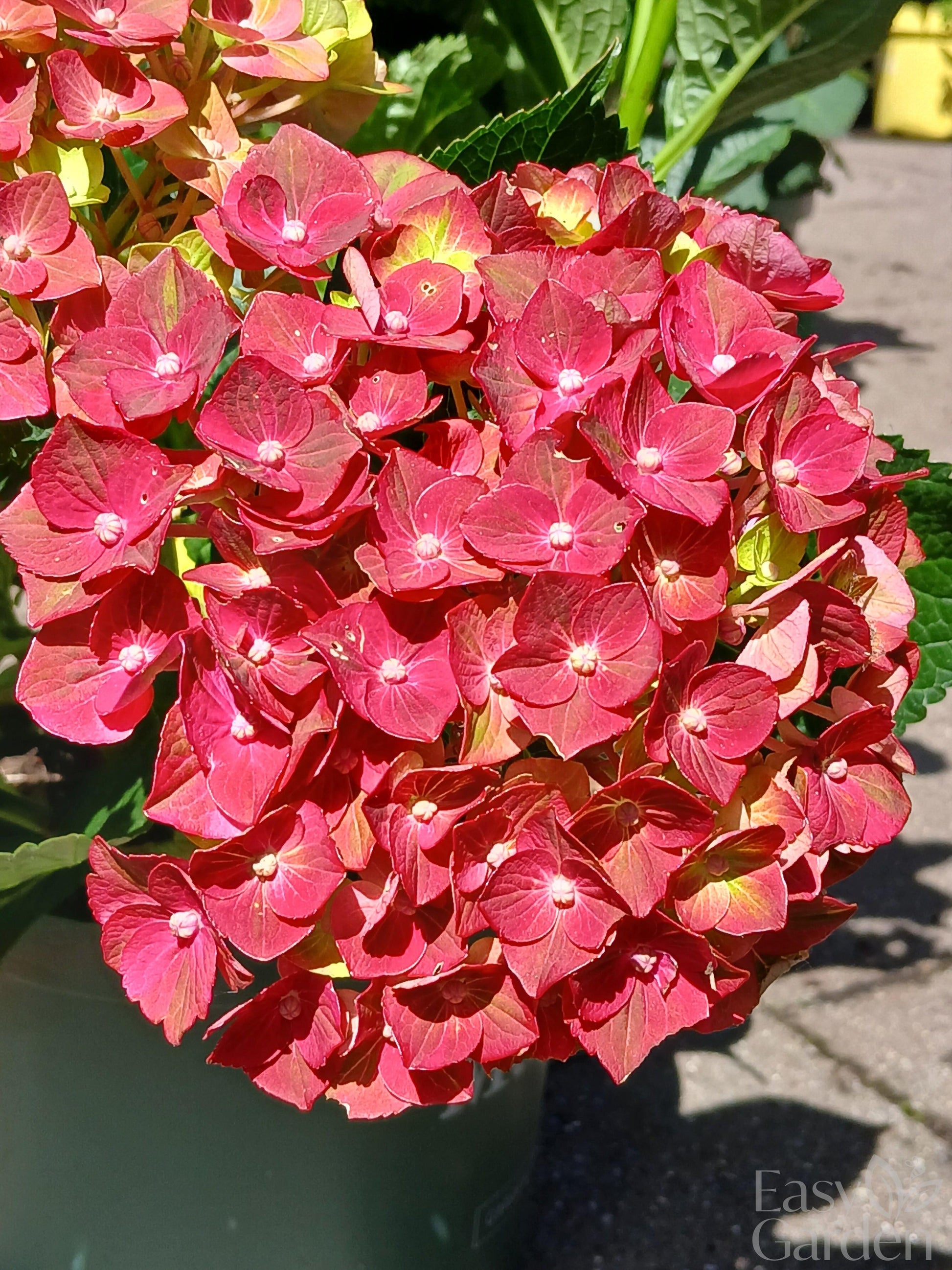 Hydrangea Magical mix P23-Easy Garden Centre