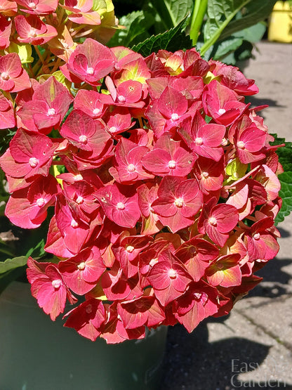 Hydrangea Magical mix P23-Easy Garden Centre
