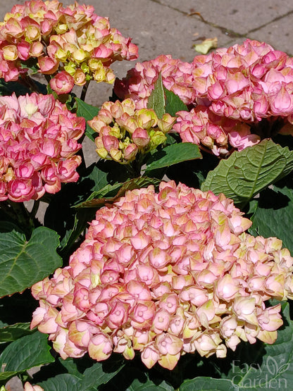 Hydrangea Magical mix P23-Easy Garden Centre