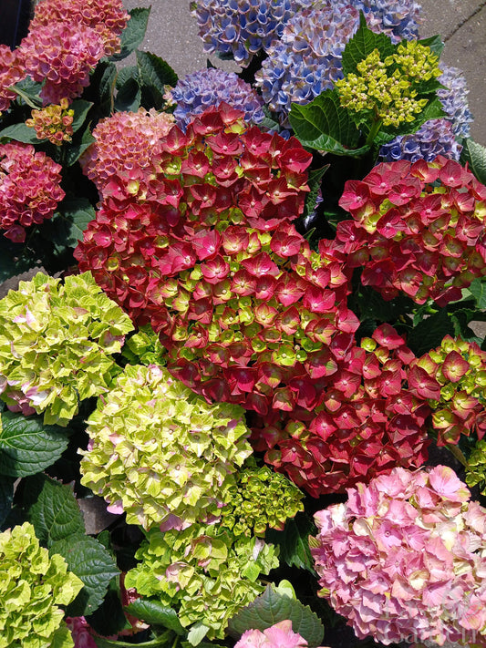 Hydrangea Magical mix P23-Easy Garden Centre