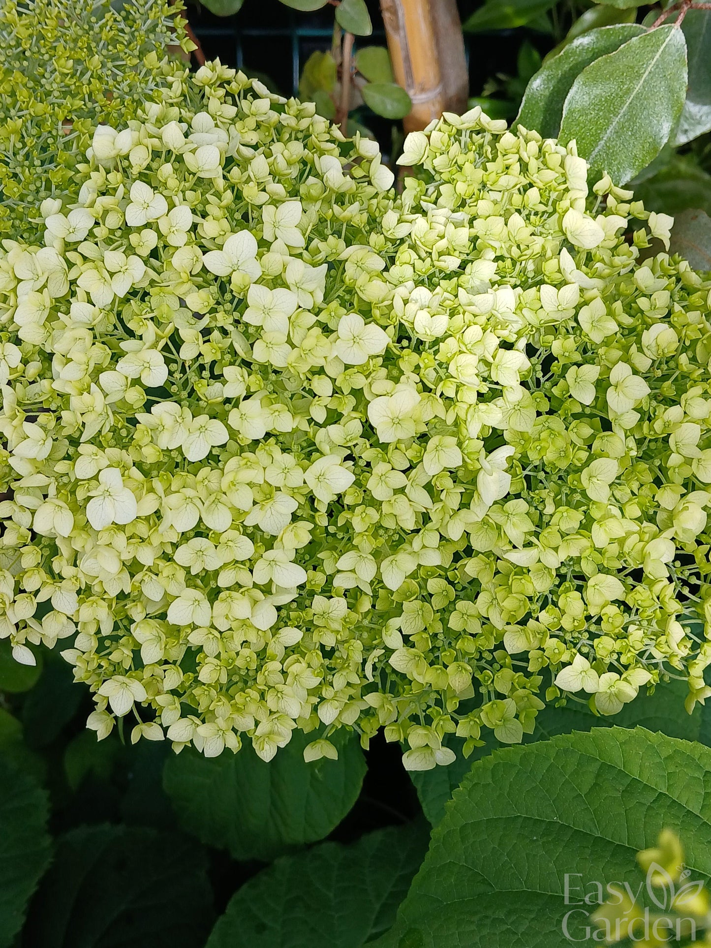 Hydrangea ar. 'Strong Annabelle'® / 5 Ltr pot-Easy Garden Centre