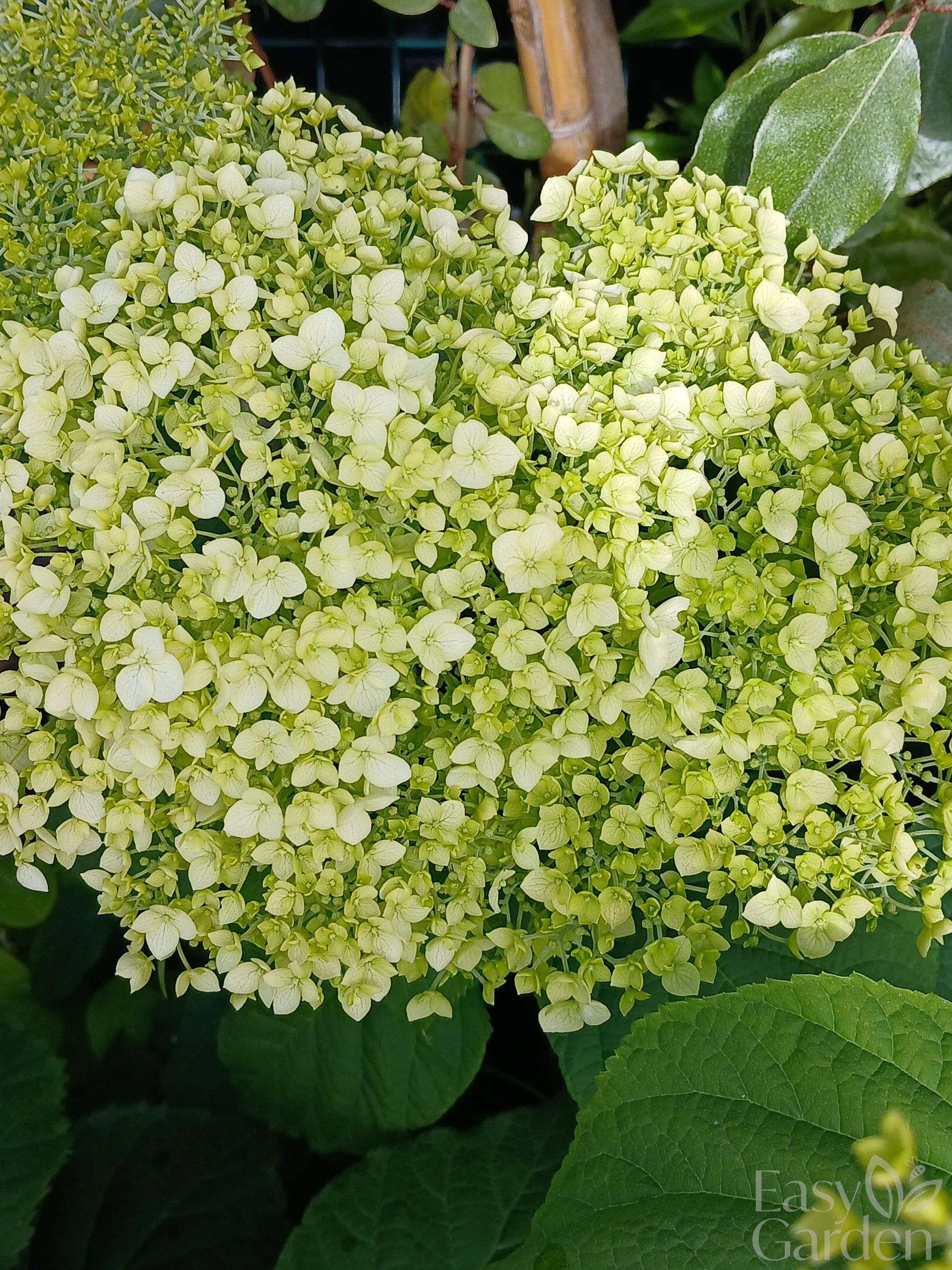 Hydrangea ar. 'Strong Annabelle'® / 5 Ltr pot-Easy Garden Centre