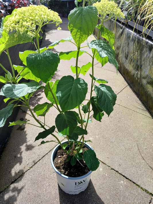 Hydrangea ar. 'Strong Annabelle'® / 5 Ltr pot-Easy Garden Centre