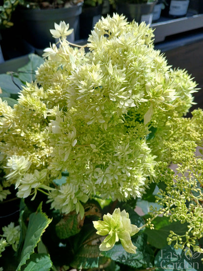 Hydrangea arbor. 'Hayes Starburst' / 3 Ltr pot-Easy Garden Centre