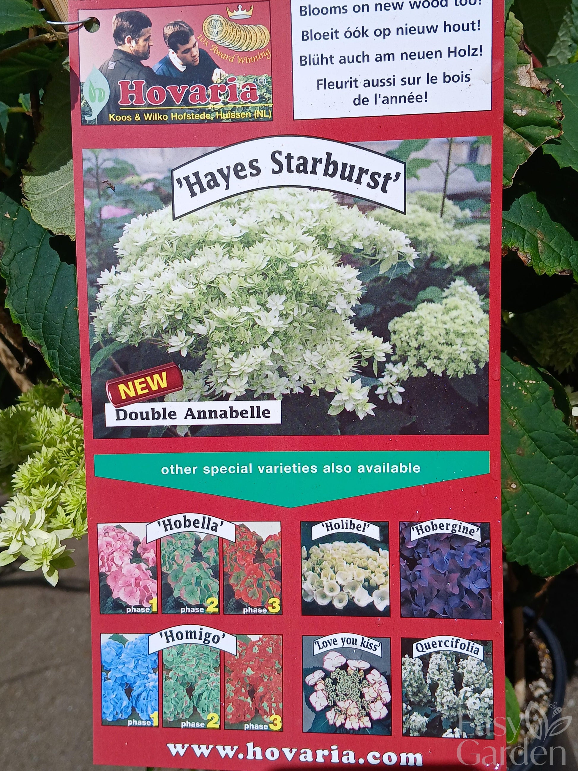 Hydrangea arbor. 'Hayes Starburst' / 3 Ltr pot-Easy Garden Centre