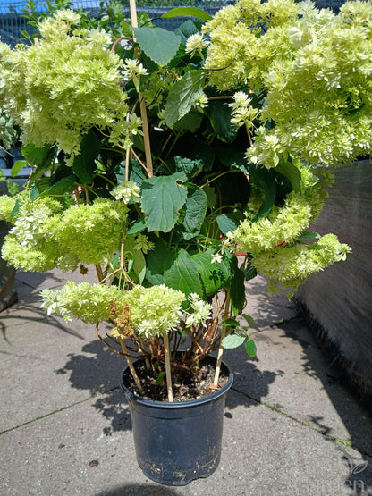 Hydrangea arbor. 'Hayes Starburst' / 3 Ltr pot-Easy Garden Centre