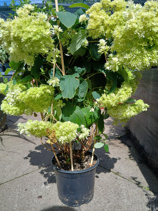 Hydrangea arbor. 'Hayes Starburst' / 3 Ltr pot-Easy Garden Centre