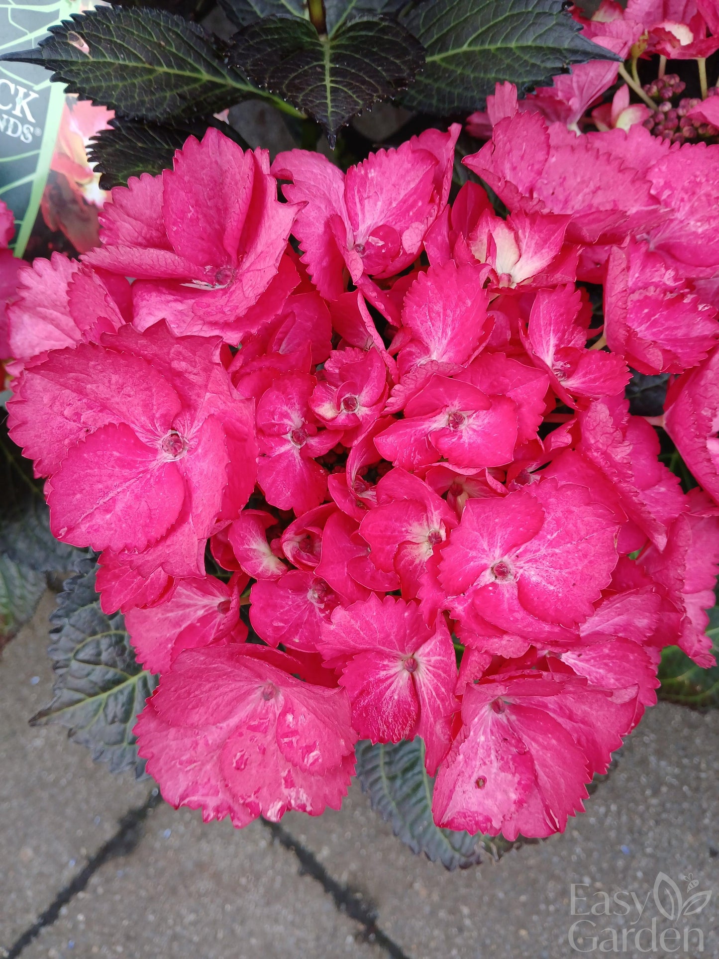 Hydrangea macr. Black Diamonds / 5ltr-Easy Garden Centre