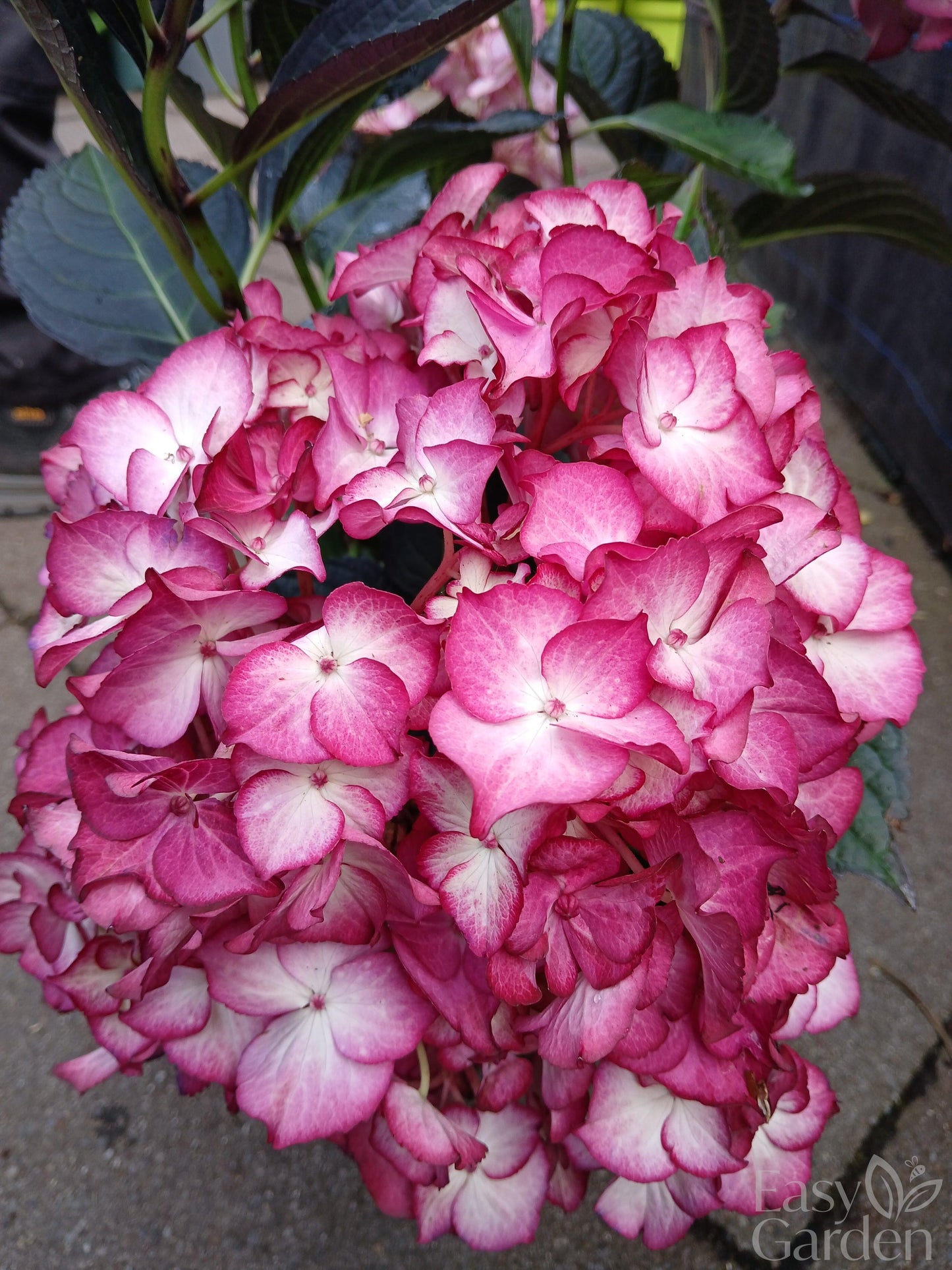 Hydrangea macr. Black Diamonds / 5ltr-Easy Garden Centre