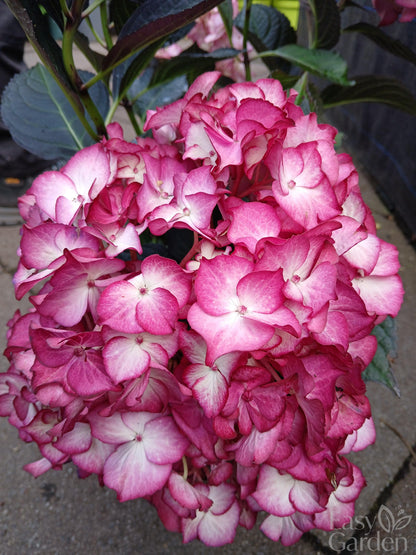 Hydrangea macr. Black Diamonds / 5ltr-Easy Garden Centre