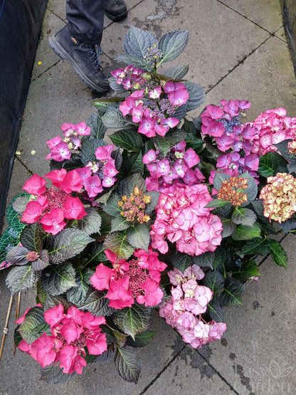 Hydrangea macr. Black Diamonds / 5ltr-Easy Garden Centre