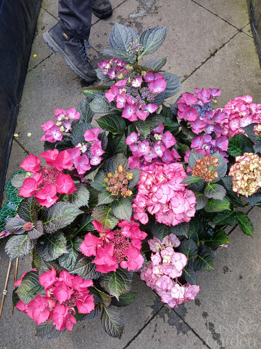 Hydrangea macr. Black Diamonds / 5ltr-Easy Garden Centre