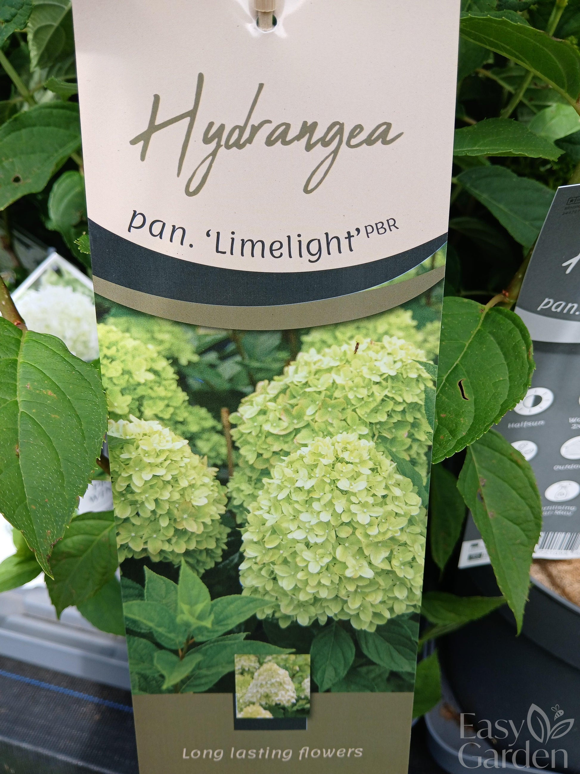 Hydrangea pan. Limelight P26-Easy Garden Centre