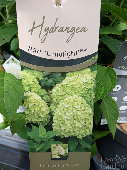 Hydrangea pan. Limelight P26-Easy Garden Centre