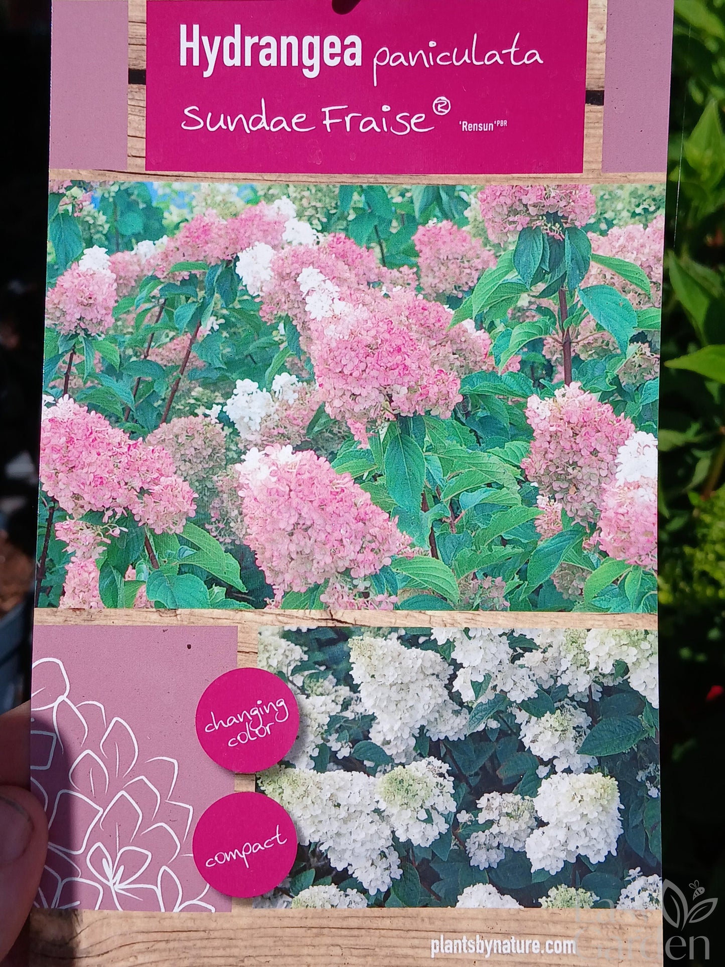 Hydrangea pan. mix / 60 CM STEM 5L-Easy Garden Centre