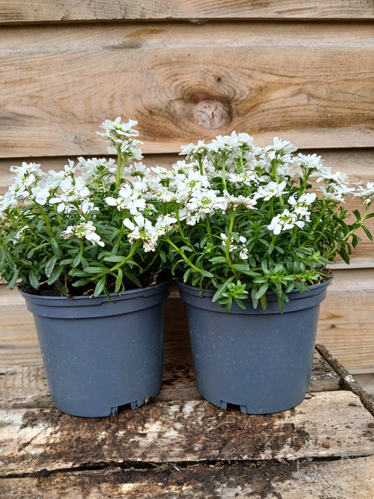 IBERIS semp. Snowpatrol / 1 Litre-Easy Garden Centre