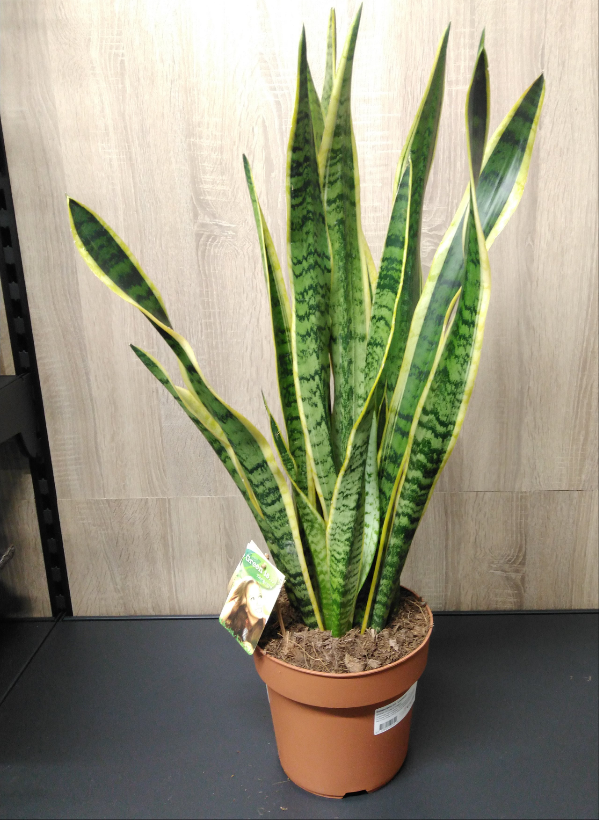 Sansevieria trif. 'Laurentii' / P21-Easy Garden Centre