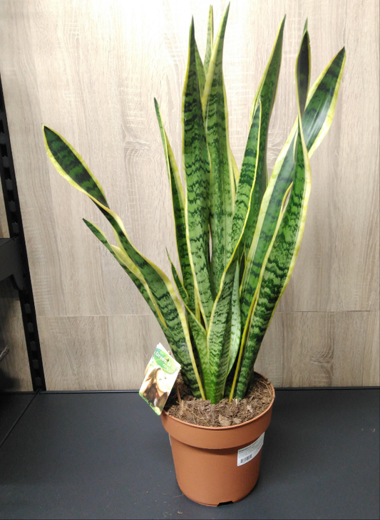 Sansevieria trif. 'Laurentii' / P21-Easy Garden Centre