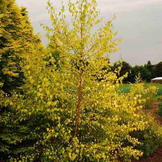 Betula Pendula