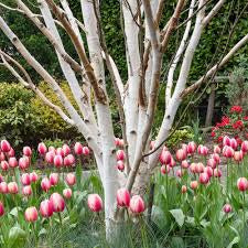 BETULA jacquemontii  3,50/4,00  multi-stem  55L