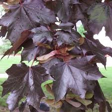 ACER PLATANOIDES CRIMSON KING