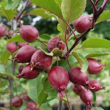 MALUS RED OBELISK