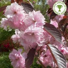 PRUNUS S. ROYAL BURGUNDY