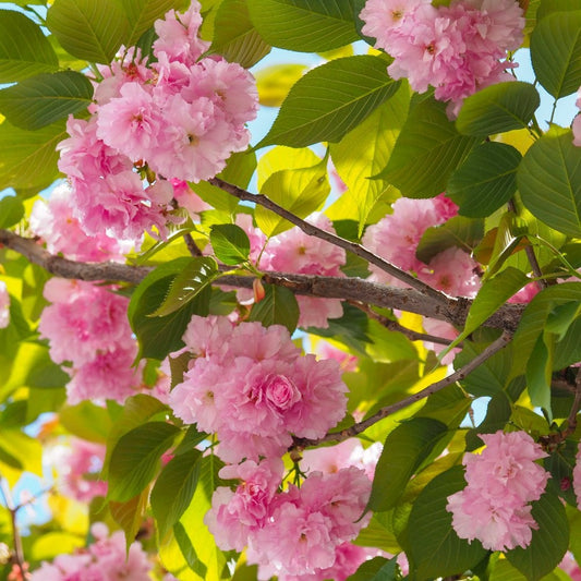 Prunus Serrulata Kanzan