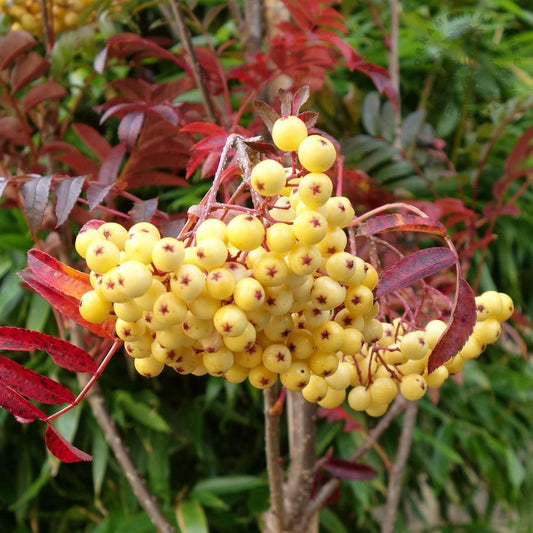 SORBUS JOSEPH ROCK