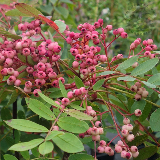 SORBUS NOVEMBER PINK