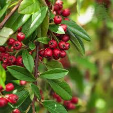 COTONEASTER HYBRIDA PENDULA-Easy Garden Centre
