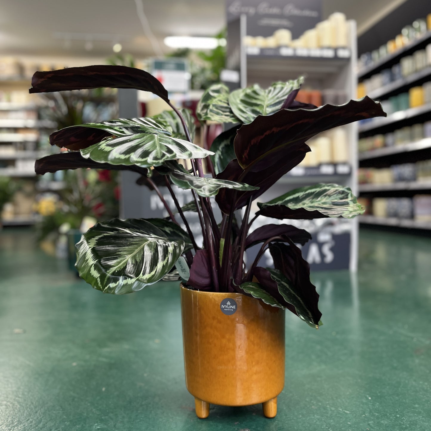 Calathea 'Medallion' / P19