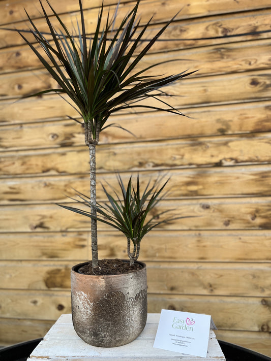 Dracaena marginata mix / P19/45+15 stem