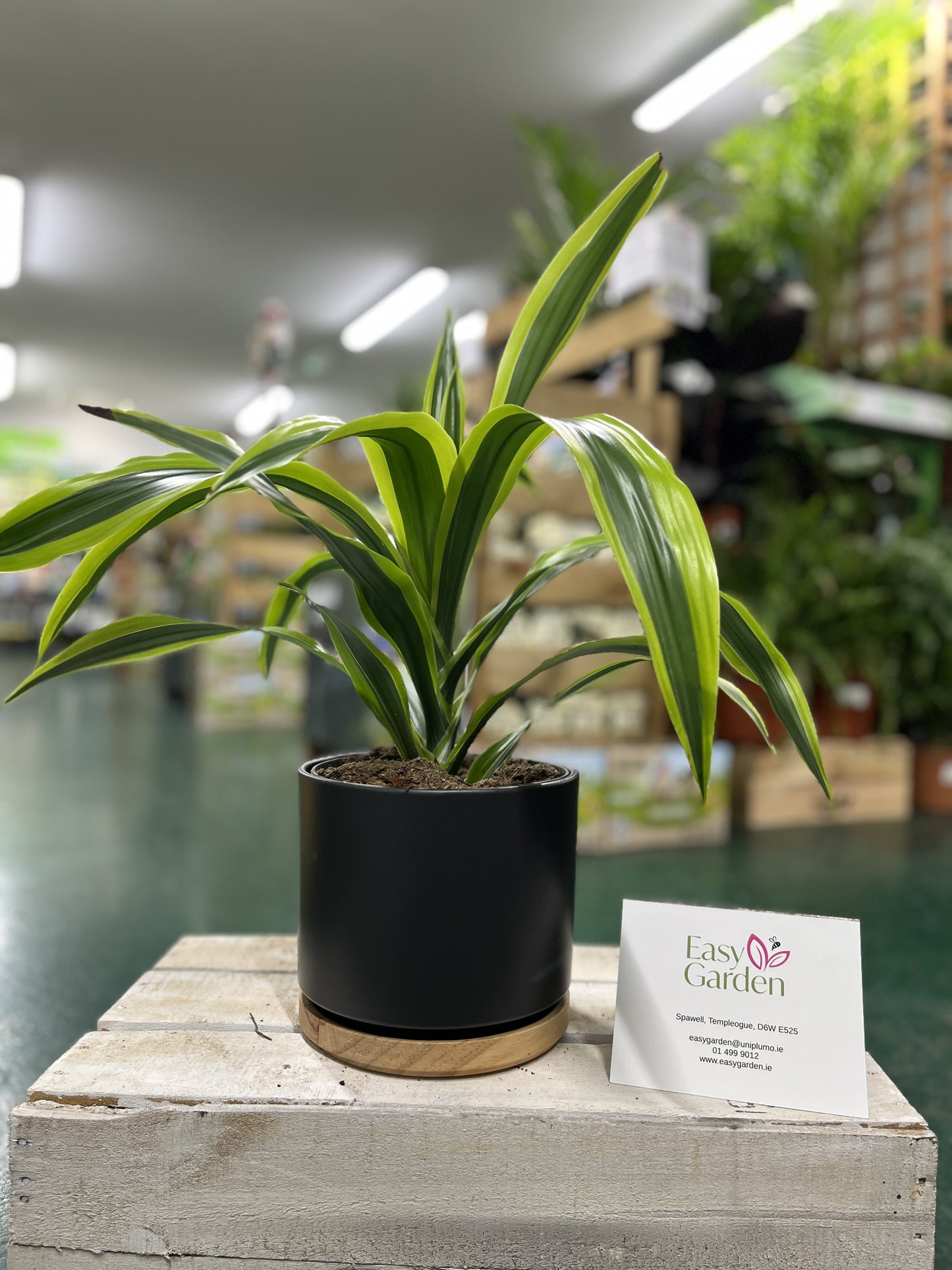 Dracaena Mix 937