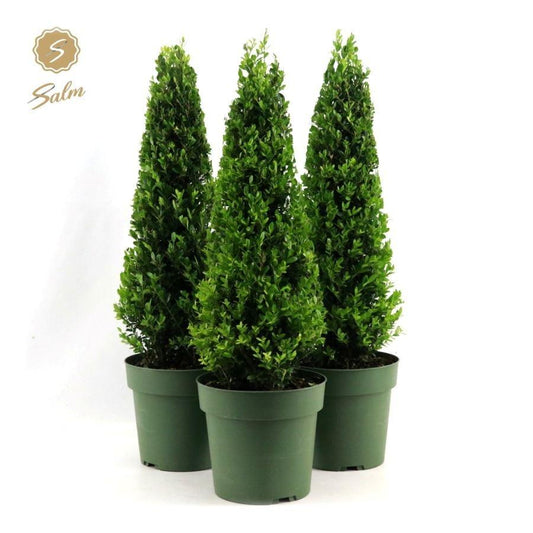 Ilex cre. Jenny / P21 (4 Ltr) / PYRAMID-55CM