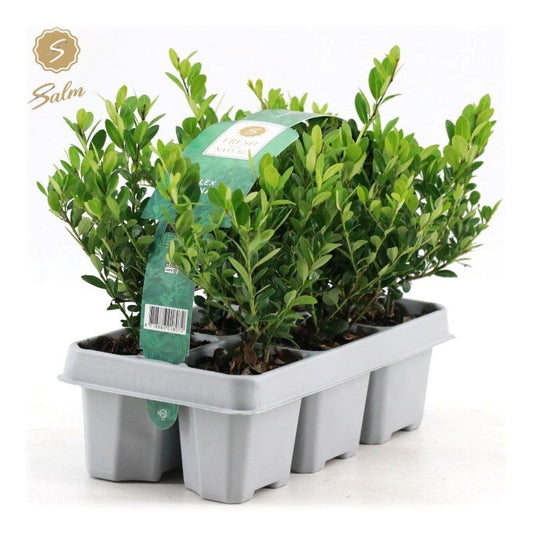 Ilex cre. Jenny / 6-PACKS