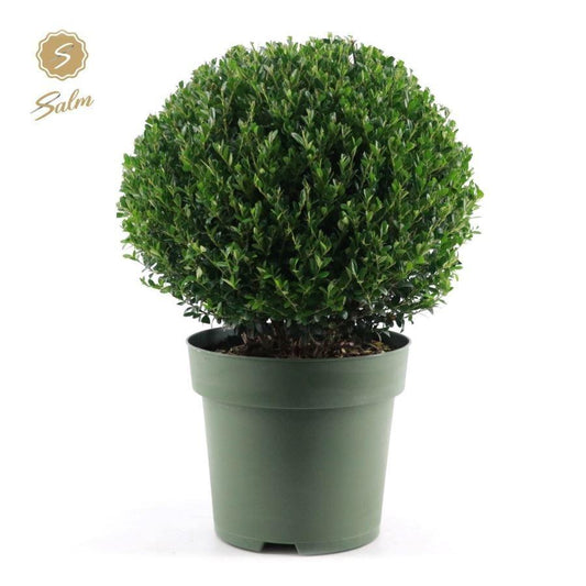 Ilex cre. Jenny / P21 (4 Ltr) / BALL-25-CM