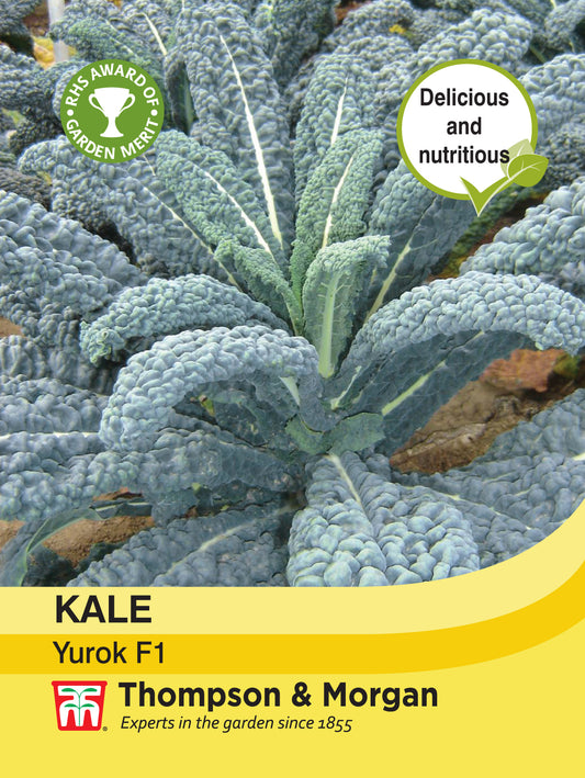 Kale Yurok F1 Hybrid