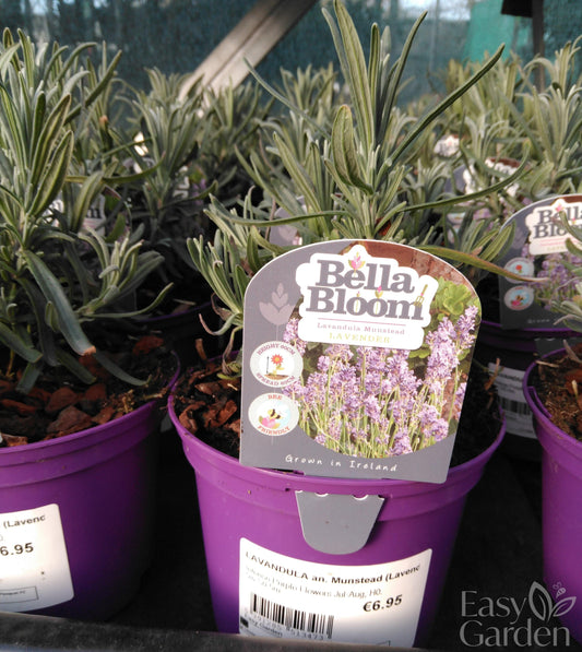 LAVANDULA an. Munstead (Lavender) / 1 Litre-Easy Garden Centre