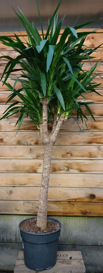 Large Houseplant Mix / P34 180cm-Easy Garden Centre