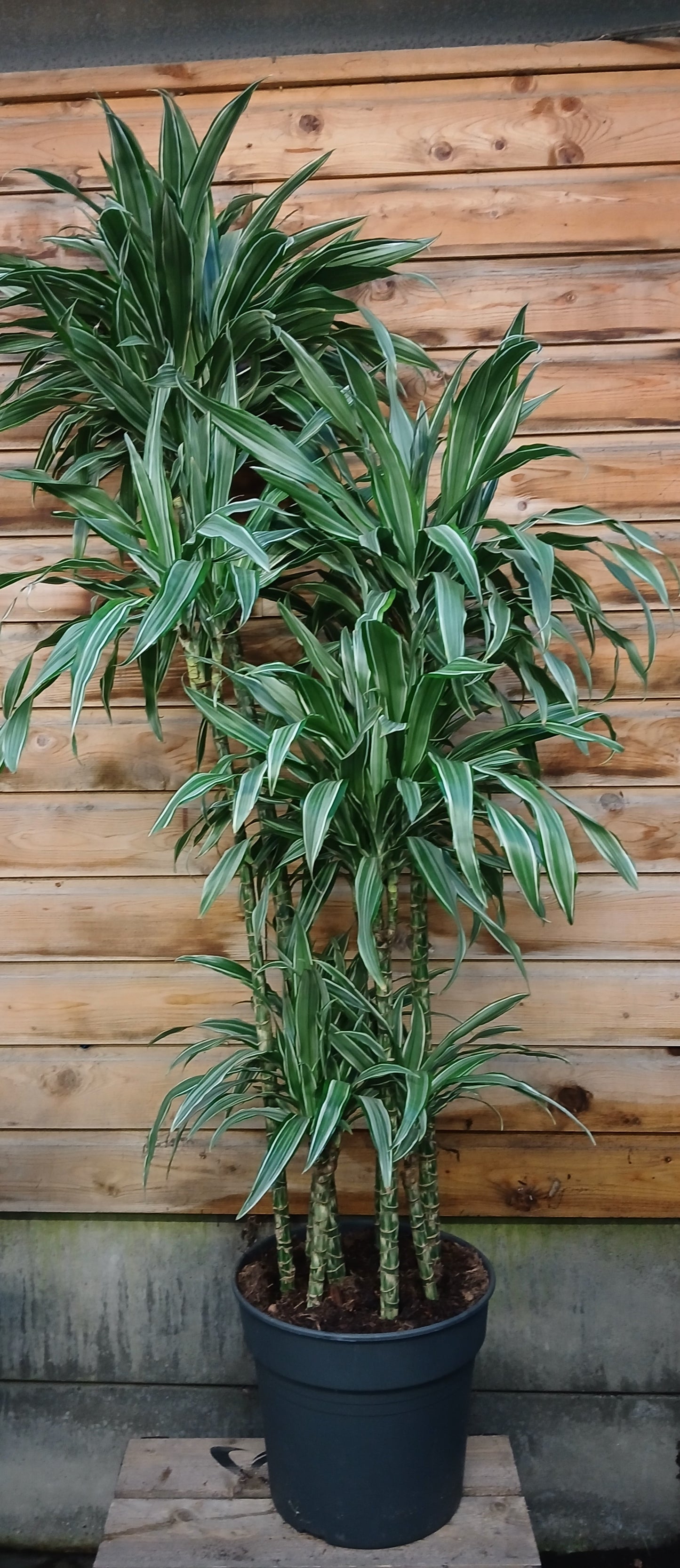 Large Houseplant Mix / P34 180cm-Easy Garden Centre
