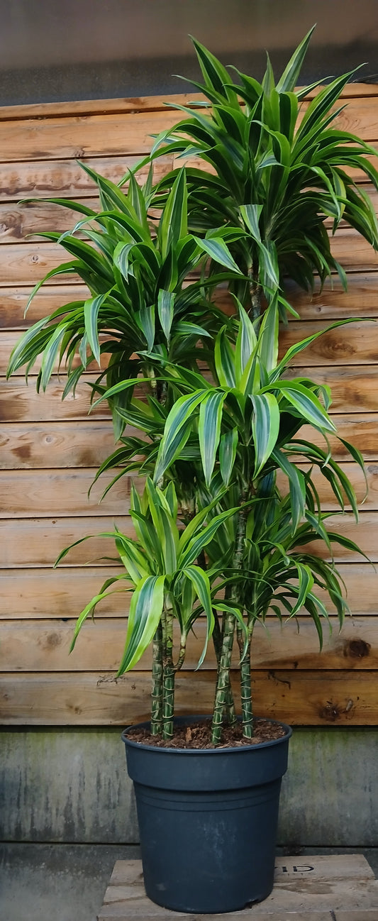 Large Houseplant Mix / P34 180cm-Easy Garden Centre