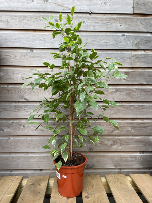 Potted ficus houseplant leaning against a wooden wall